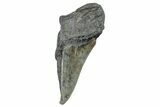 Partial Fossil Megalodon Tooth - South Carolina #277429-1